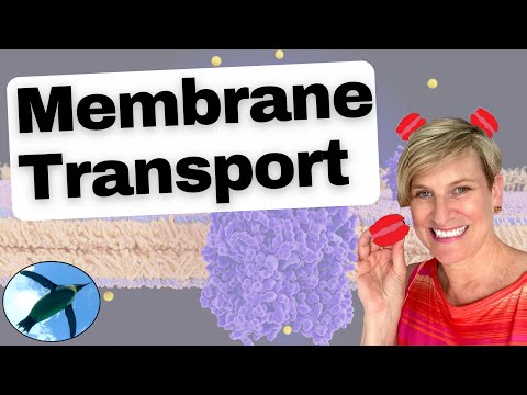 Membrane Transport | Bio Basics! 🐧
