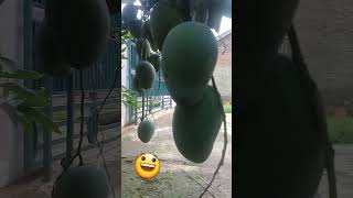 Download lagu Mangga harum manis ukuran 3kg siap panen.. 😃😃 #shorts #youtubeshorts #buah mp3