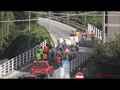 IL RIENTRO A VALLE DELLA PICCOLA TRANSUMANZA IN ROBILANTE (CN) SAB. 10 - 9 - 2022.