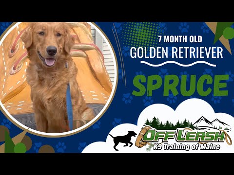 Spruce | 7 M/O Golden Retriever | Puppy Training | Off Leash K9 Training of Maine