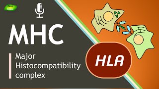 Major histocompatibility complex (MHC) | Immunce system | Basic Science Series