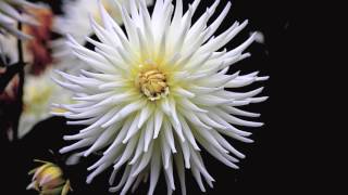 DIYOS LANG - LALAINE LAGABON VIDA (Original Song Artist)