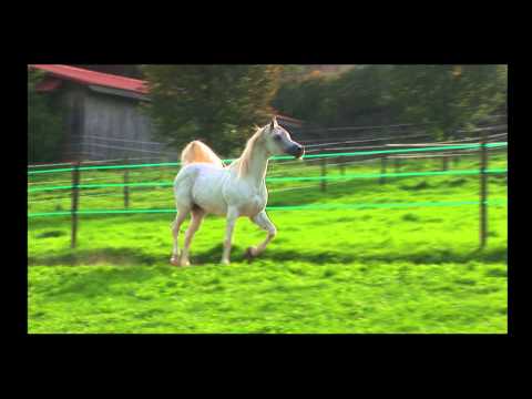 AL LAHAB conquering the world