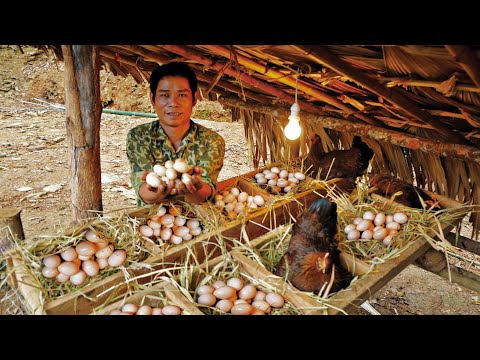 , title : 'Harvest chicken eggs, Make a nest for Chickens - Ducks, repair the farm, farm life, Day 169'