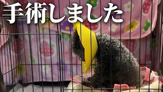 【犬の手術】本当にこの選択でよかったのか…費用と保険の結果 #トイプードル #多頭飼い #肛門腺破裂