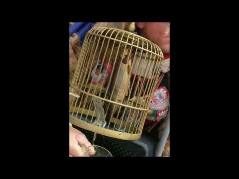 Deirdrammers ft. Mizjolleken - As ne Vis in een Moit