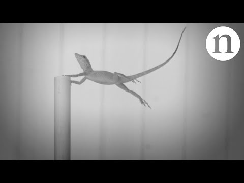 Natural selection in a hurricane: The lizards that won't let go