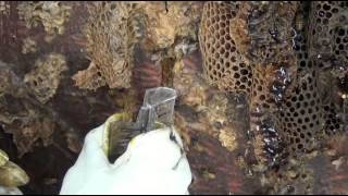 Honey Bee Cut Out (Collecting A Wild Colony)