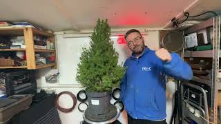 Cultivate A Beautiful Mini Christmas Tree Bonsai At Home
