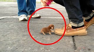Dünyanın En Küçük ve En Sevimli 20 Köpek Irkı #hayvanlaralemi #belgese