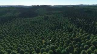 Proland - Real-time planet rendering VII: forests