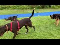 Pig And Dog Meeting Interesting Moments
