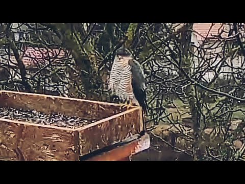 jastrab krahulec (Accipiter nisus)