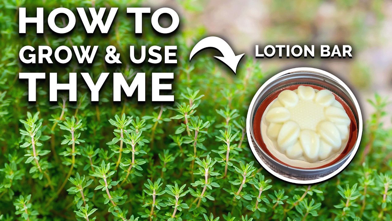 Thyme: How to Grow & Use This Amazing Herb (COMPLETE GUIDE)