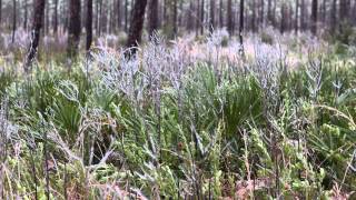 Orange Beach Wonderland