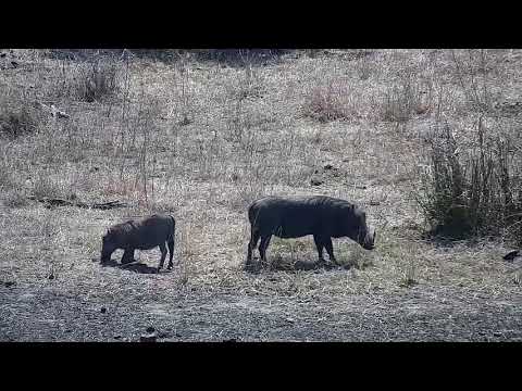 Djuma: Warthogs and Nyala bull - 10:37 - 09/25/21