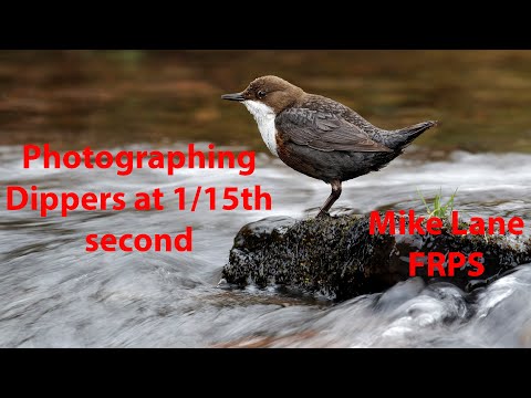 Photographing Dippers at 1/15th second