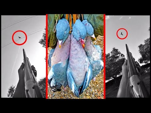 Tirada de PALOMAS TORCACES cara al SOL