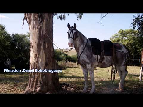 Jineteadas Iturburua 2019 Costas de Arias Florida