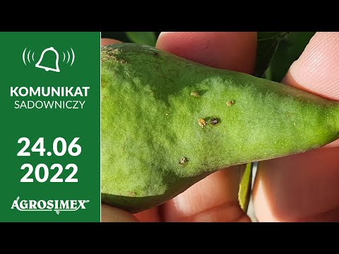 Ochrona przed miodówką, nawożenie i dokarmianie sadów gruszowych – komunikat sadowniczy Agrosimex