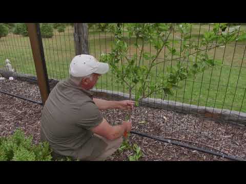 How to maintain espaliered citrus trees