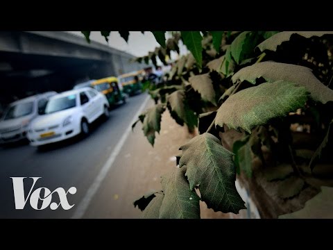 都市がより多くの木を植えるべき理由 (Why cities should plant more trees)