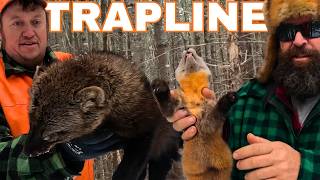 Sick Trapline: Great Day Fur Trapping