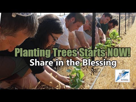 Tu BiSváti szokások Izraelben és a diaszpórában