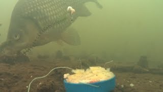 Укроп прикормка для какой рыбы