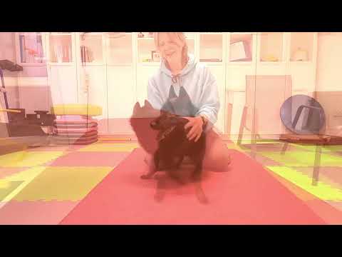CCC Level 4 complete submission — Silke & Grips