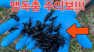 풀밭 가득한 맹독 벌레떼 주의!! 절대로 만지면 안됩니다. 수백마리씩 기어나오는 벌레떼의 정체는?