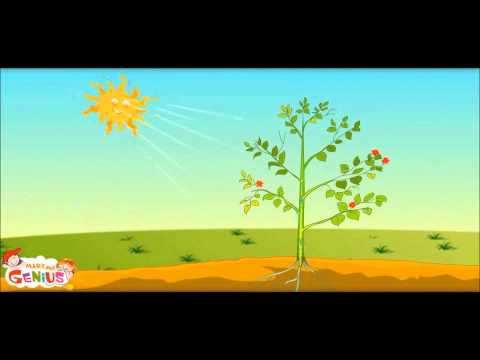 How Plants Make Food -Ep.1 -School Education Video