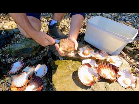 Coastal Foraging for Scallops, Clams, Cockles on Huge Spring Tide | The Fish Locker