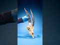 Was Steckt Im Inneren Eines Antilopenhorns