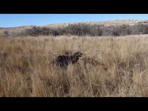 Pheasant hunt with my wirehaired pointing griffon.