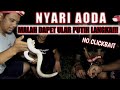DETIK DETIK PANJI DAPAT ULAR PUTIH LIAR !! | PENCARIAN AODA PART 4 DETIK DETIK PANJI DAPAT ULAR PUTIH LIAR !! | PENCARIAN AODA PART 4