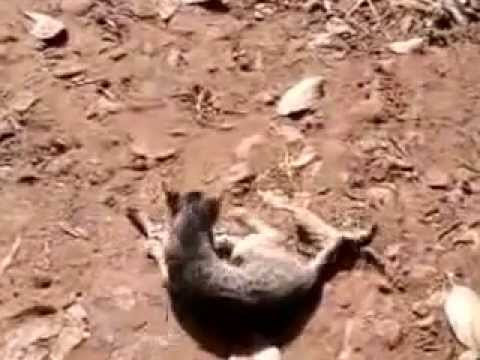 Tom and Dog in Paderu