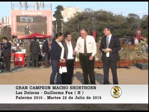 28-07-15 Gran Campeon Macho Shorthorn - Palermo 2015.