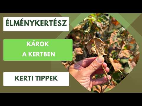 Károk a kertben🏡 Száradó növények🌿