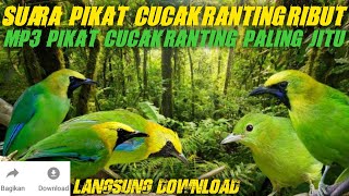 Download lagu Suara Pikat Cucak Ranting Ribut - MP3 Pikat Cucak Ranting Paling Jitu mp3 Download lagu Suara Pikat Cucak Ranting Ribut - MP3 Pikat Cucak Ranting Paling Jitu mp3