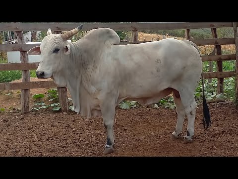 A LUTA DIÁRIA DO CASAL ZÉ E APARECIDA CONTINUA ALIMENTANDO O GADO EM CATURITE-PB 