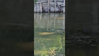 Download lagu mancing ikan gabus - casting ikan gabus semoga lain hari berhasil nak.. mp3