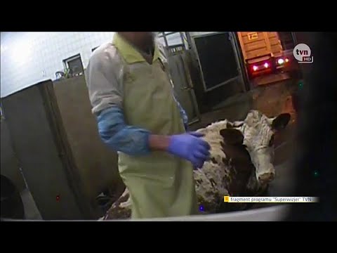 Ekelfleisch aus Polen