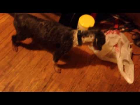 Kennel Cough Severe Poodle