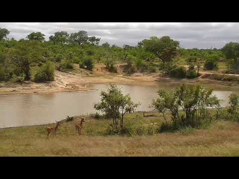 Djuma: Impala ram bachelor herd - 08:05 - 11/12/20