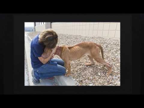 End animal suffering in KCMO urban core