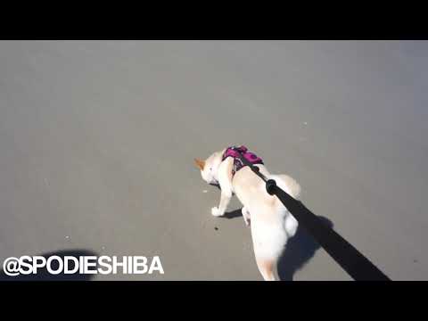 SHIBA INU PUPPY FIRST TIME AT THE BEACH! (SHE'S NERVOUS)