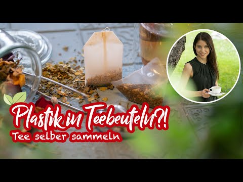 Plastik in Teebeuteln?! ⚠️  Studie weist Mikroplastik nach 🎓 Tee selber sammeln 🍃
