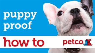 How To Puppy Proof Your Home (Petco)