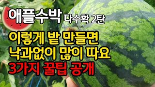 애플수박 다수확 2탄 - 이렇게 밭 만들면 낙과 없이 많이 따요.  3가지 꿀팁 공개
